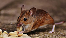 Find Exterminators in Queen Annes County